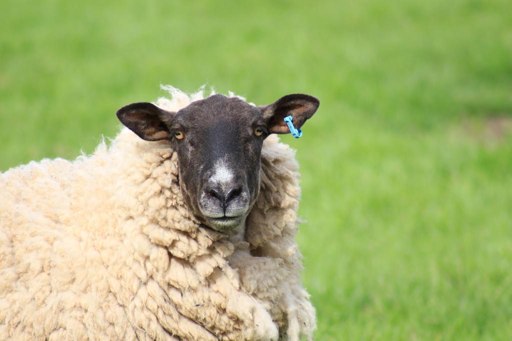 Bed and Breakfast Stamford Farmhouse Alnwick Exteriér fotografie
